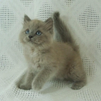 Cute Ragdoll Kitty