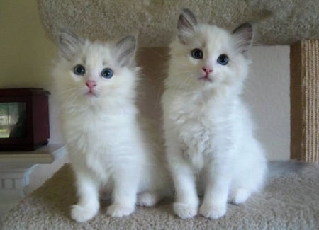 Cute Ragdoll Kittens - cute, cats, kittens, animals