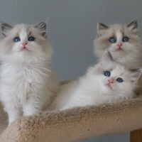 Cute Ragdoll kittens on the play tree