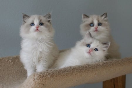 Cute Ragdoll kittens on the play tree - cute, animals, cats, kitty