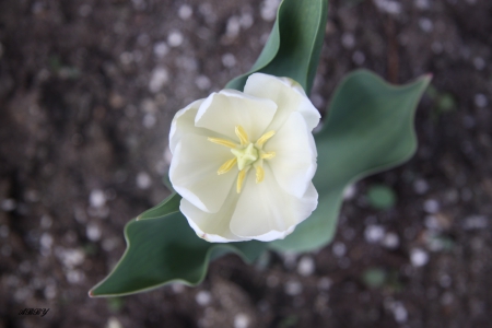 White Tulip - white, tulip, Flowers, photography