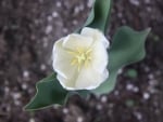 White Tulip