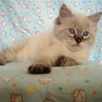 Cute Ragdoll Kitty