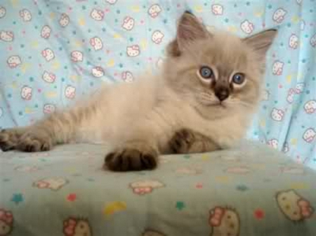 Cute Ragdoll Kitty - cat, kitty, animals, cute