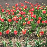 Tulips Garden in Ottawa