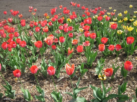 Tulips Garden in Ottawa - Flowers, yellow, red, green, photography, Tulips