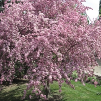 Pink Blooms in Ottawa