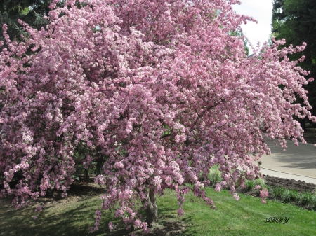 Pink Blooms in Ottawa - flowers, trees, pink, photography