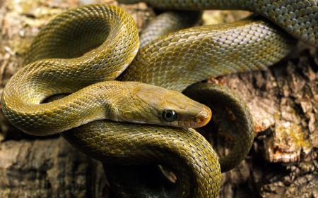 Year of the snake VI. - predators, photography, HD, snakes, nature, macro, cute, reptiles, animals, wildlife, wild, wallpaper