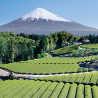 Mountain in Japan