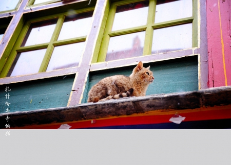 Cat in the roof - cat, animals, cute, pet