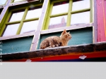 Cat in the roof