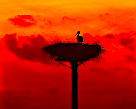 Nest - bird, silhouette, nest, animals