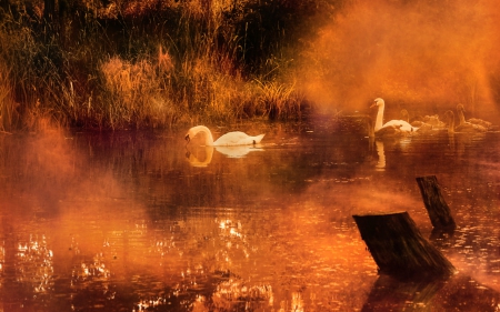 Swan - lake, swan, animals, birds