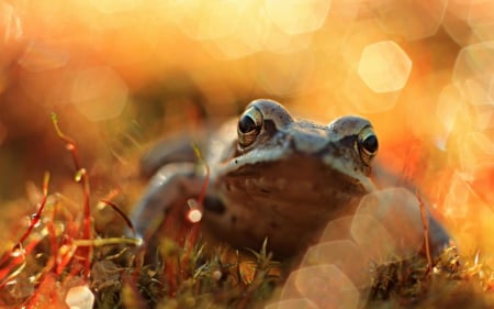 Frog - bokeh, forg, macro, animals