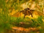 Flying turtle