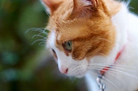 Cat - sleepy, cute, beautiful, cat, sleeping, kitty, cats, hat, cat face, paws, face, animals, pretty, beauty, sweet, kitten, lovely