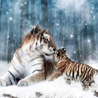 Tigers in Snow