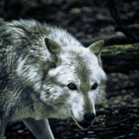 Arctic Wolf