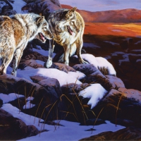 Mountain Wolves
