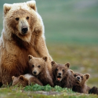 bear family