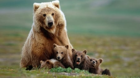 bear family - mama, baby, bears, wild, life