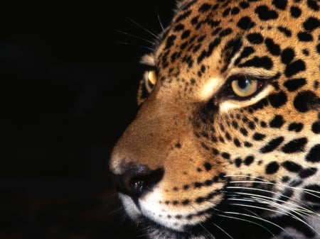 leopard - face, leopard, closeup, cats, big