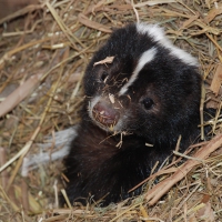 baby skunk