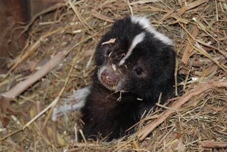 baby skunk - skunk, cute, stinker, little