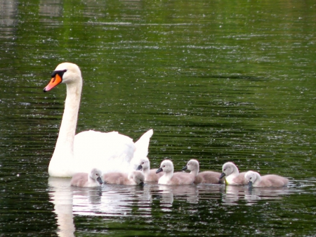 baby swans and mama - swans, water, babies, mama, birds