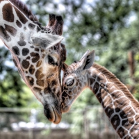 mama baby giraffes