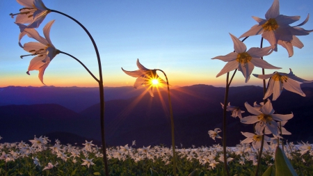 beautiful flowers at sunset - flowers, mountains, fields, sunset