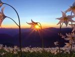 beautiful flowers at sunset