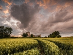 castle ruins on a hill surrounded by wheat fields