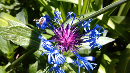 Spring Flower - purple, bee, blue, close, summer, flower, spring