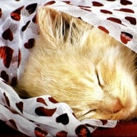 Sleeping kitten under a netting