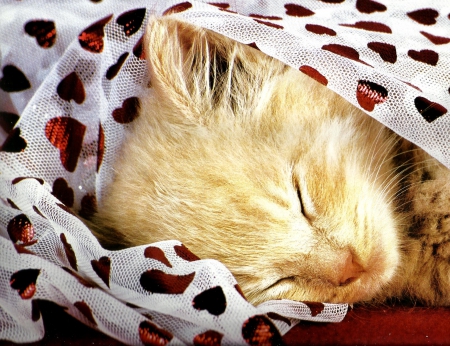 Sleeping kitten under a netting