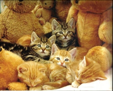 Siblings sleeping with teddy bears - animals, kittens, siblings, kitten, paws, teddy bears, cats, cute, teddy bear