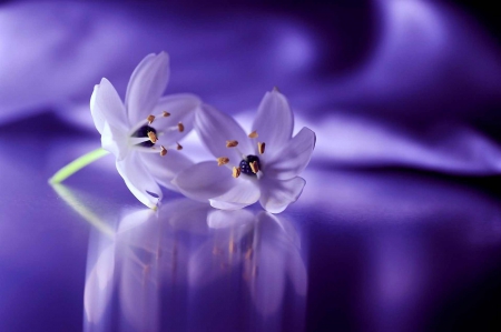 Blue Reflections - background, blossoms, blue, 3d