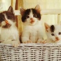 Siblings in a basket