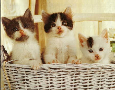 Siblings in a basket - paws, kittens, siblings, basket, cute