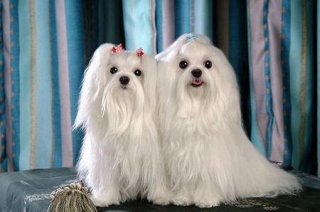 Fluffy Maltese Dogs - white, animals, dogs, fluffy