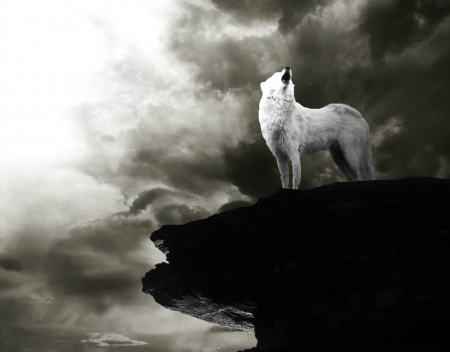 moonless howl - wolves, white, lone wolf, timber, lobo, wild animal black, majestic, wallpaper, quotes, nature, wolf, snow, canine, arctic, solitude, howling, howl, wolf pack, wolf wallpaper, wisdom beautiful, black, grey wolf, pack, spirit, grey, dog, mythical, canis lupus, winter, abstract, wolfrunning, friendship, the pack