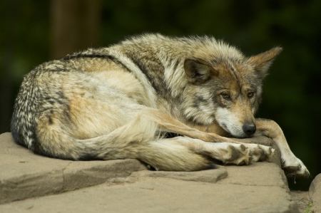 Mexican wolf - wallpaper, lone wolf, arctic, wolf, quotes, grey, grey wolf, wild animal black, friendship, winter, pack, the pack, wisdom beautiful, canis lupus, dog, snow, wolfrunning, black, abstract, timber, white, wolves, solitude, wolf pack, howling, nature, mythical, wolf wallpaper, spirit, howl, canine, lobo, majestic