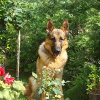 German shepherd