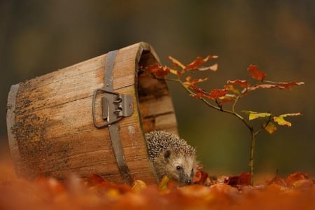 A hedgehog looking for a home... - hedgehog, leaves, annimals, cute, fall season