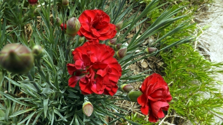 three little red gems - carnation, red, leaves, green, grass, flower