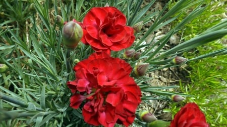 gems  of red - red, leaves, flowers, grass, carnations