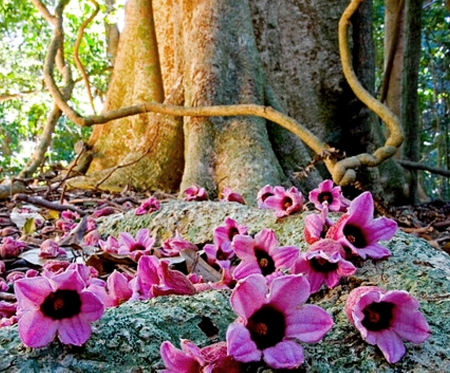 Flowers and old tree