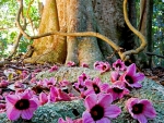 Flowers and old tree